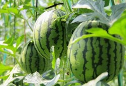 北京朝阳吃瓜群众网 吃瓜真实爆料,揭秘京城街头最新吃瓜爆料